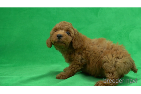 成約済の東京都のトイプードル-154178の2枚目